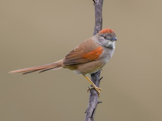  - Pale-breasted Spinetail