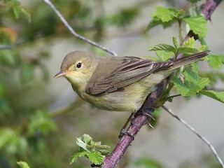  - Melodious Warbler