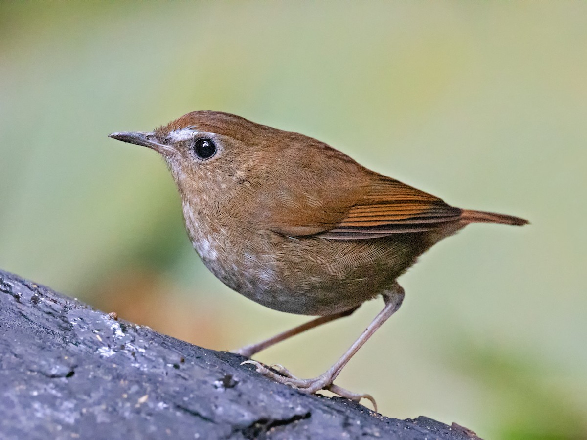 Lesser Shortwing - Brachypteryx leucophris - Birds of the World