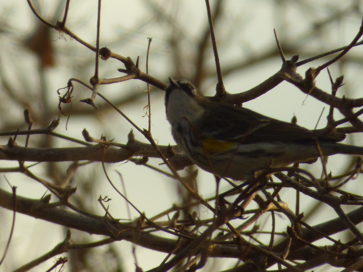 Yellow-rumped Warbler - Tarra Lindo