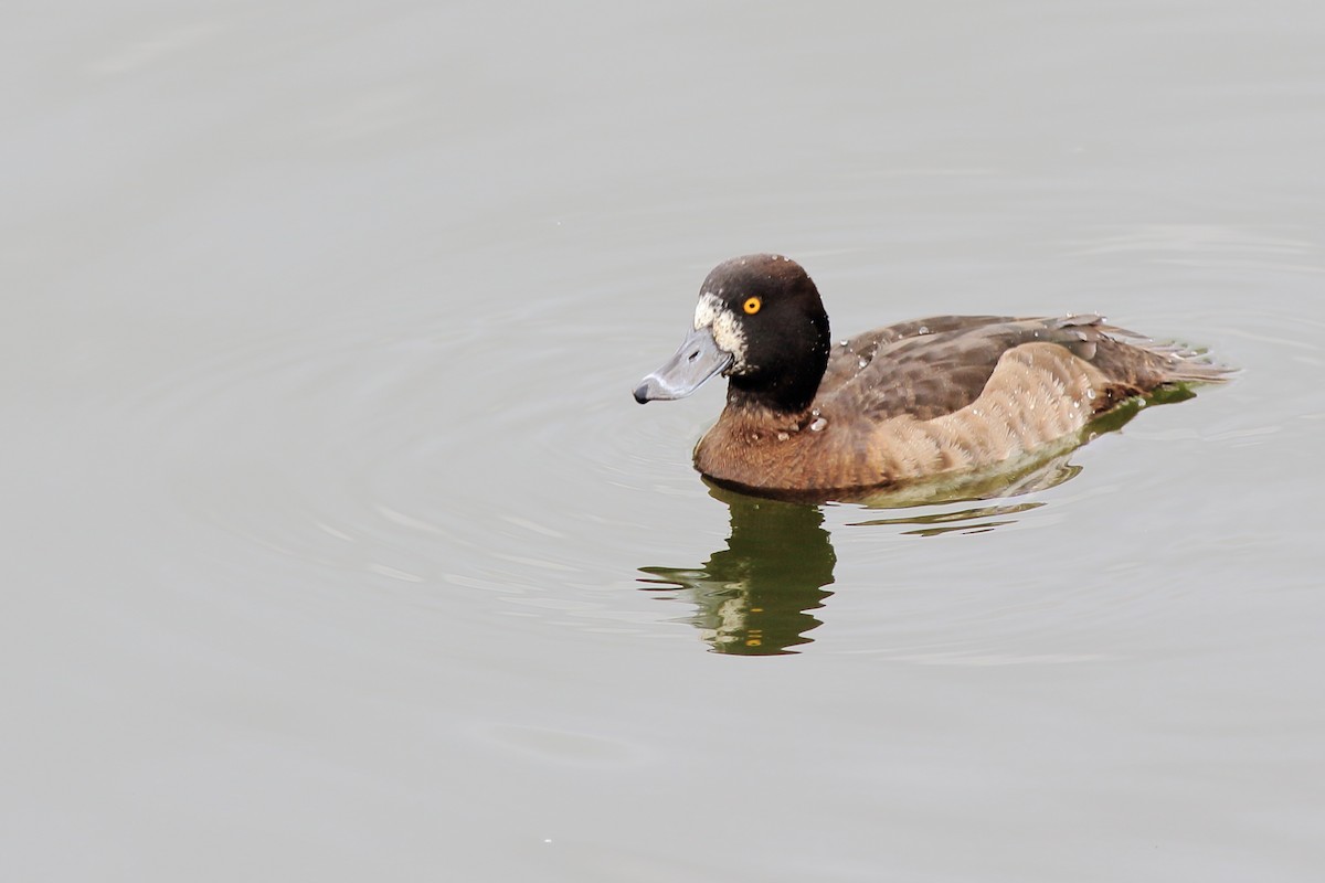 Greater Scaup - ML44488051