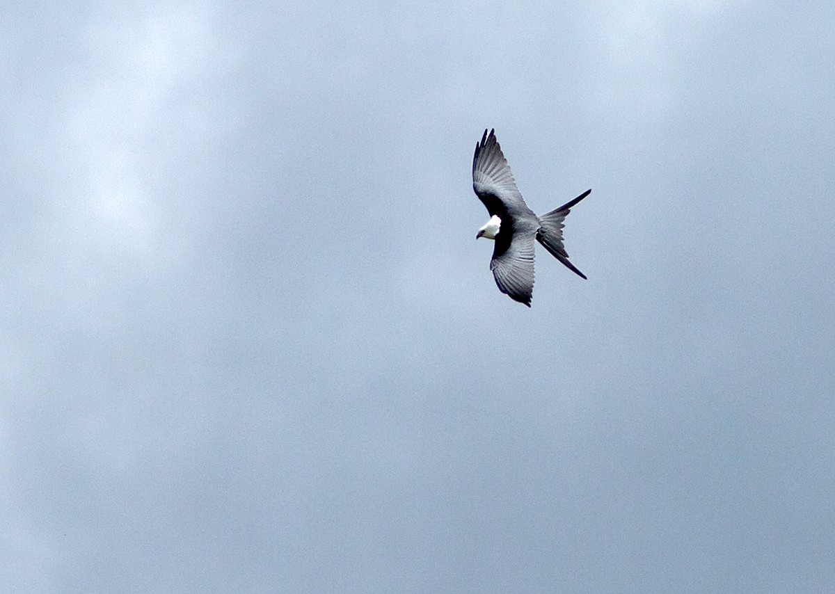Swallow-tailed Kite - ML44488851