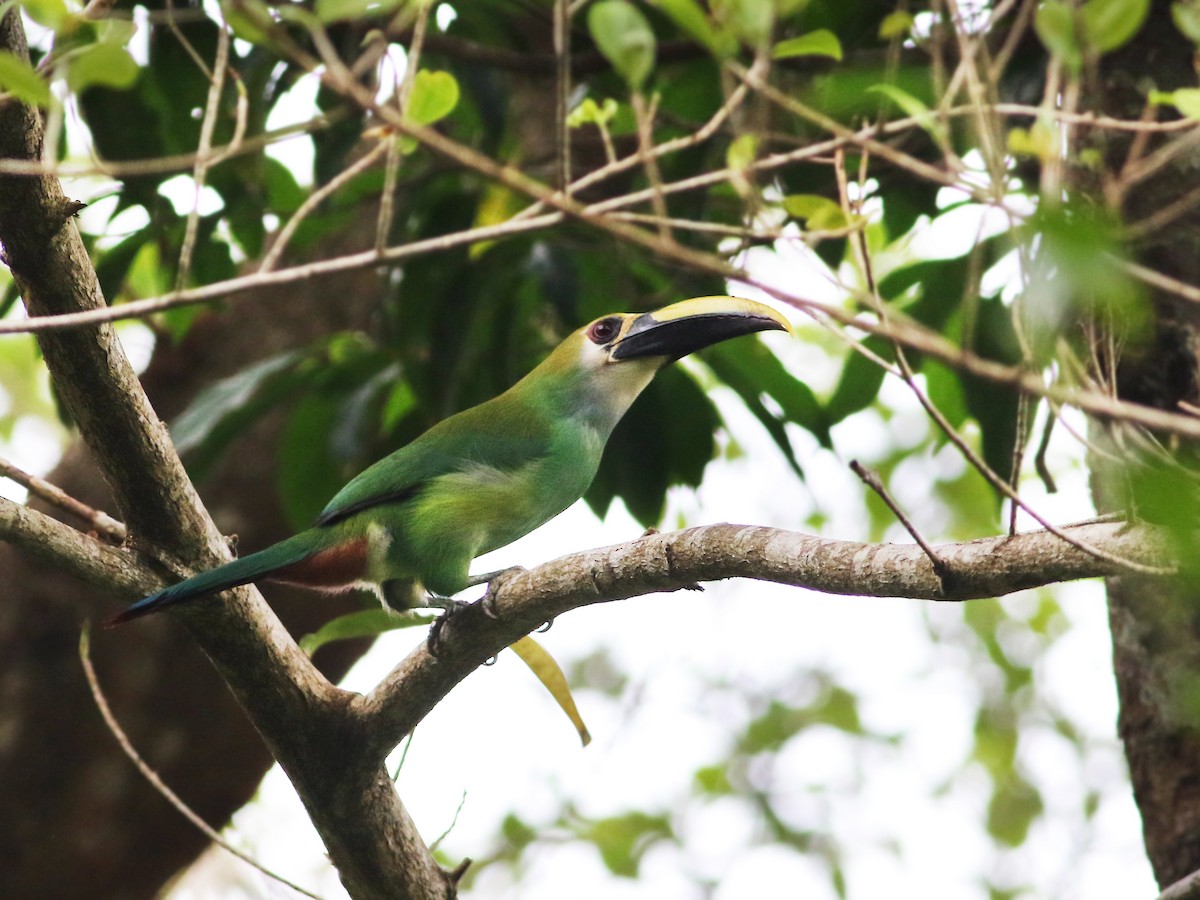 Northern Emerald-Toucanet (Wagler's) - Andrew Spencer