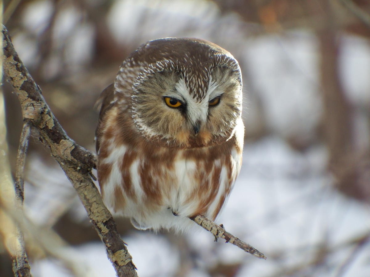 Northern Saw-whet Owl - Nicholas Sly