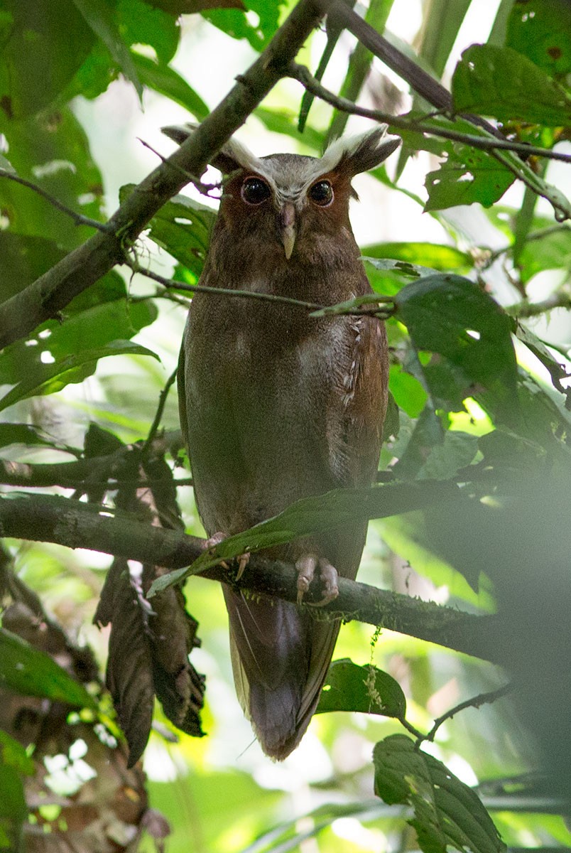 Crested Owl - Suzanne Labbé