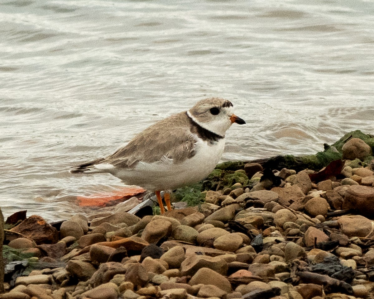 Piping Plover - ML444895541