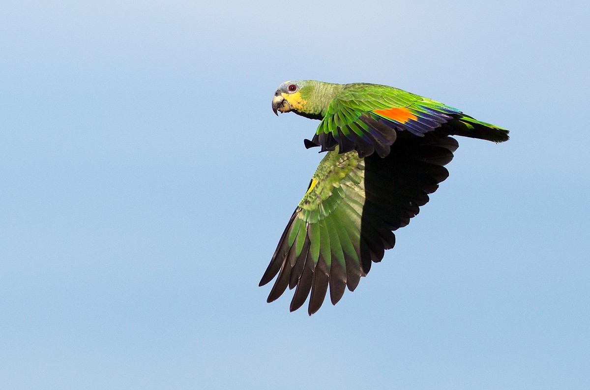 Orange-winged Parrot - Suzanne Labbé