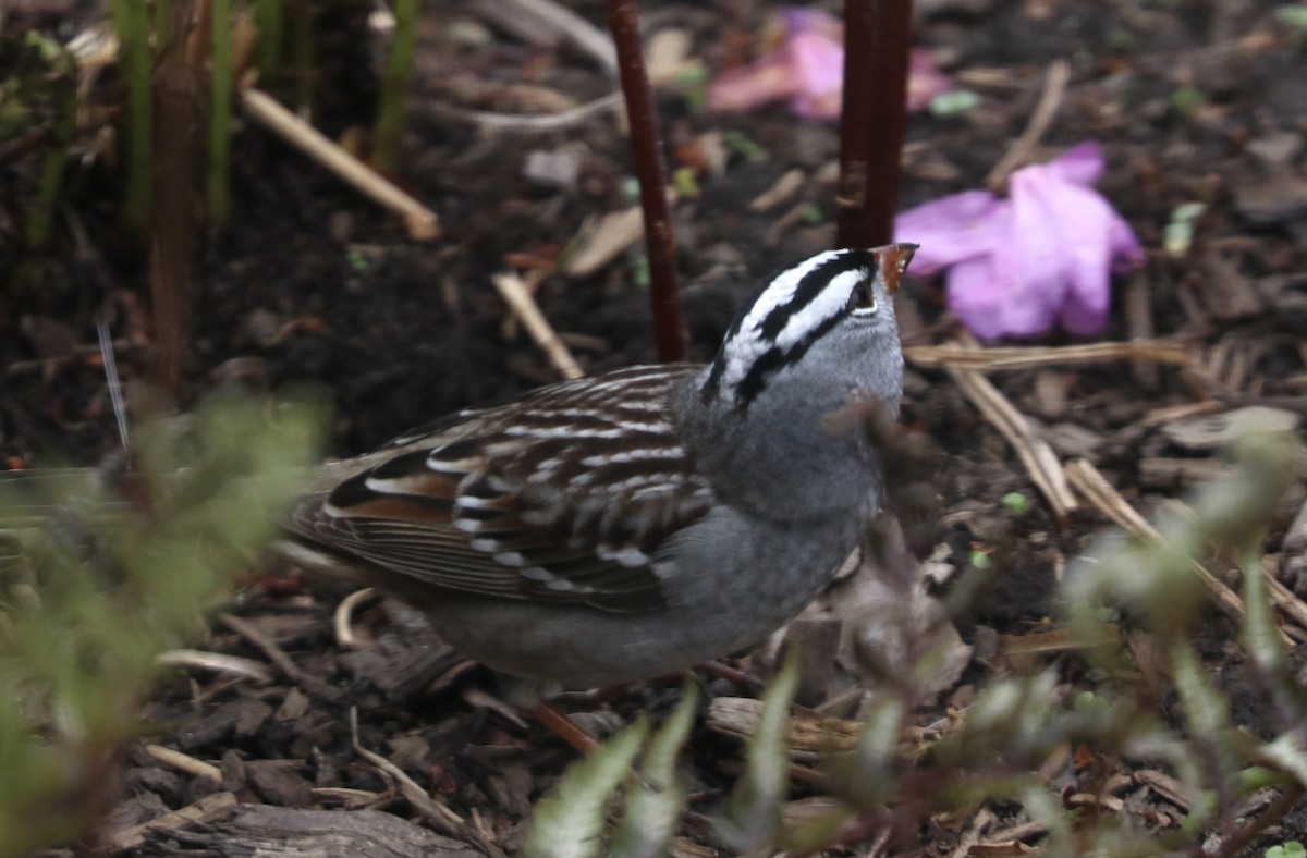 White-crowned Sparrow - ML444899791