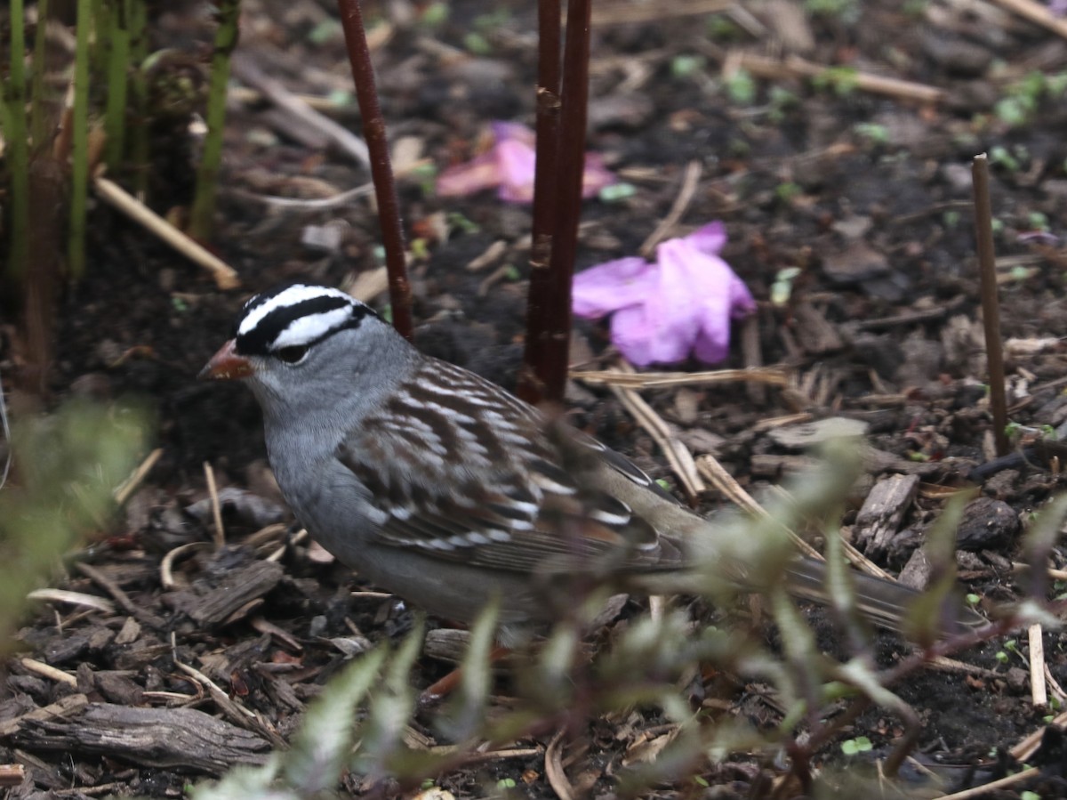 White-crowned Sparrow - ML444900361