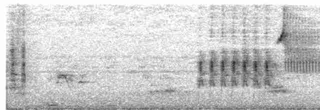 Тауї плямистий - ML444902251