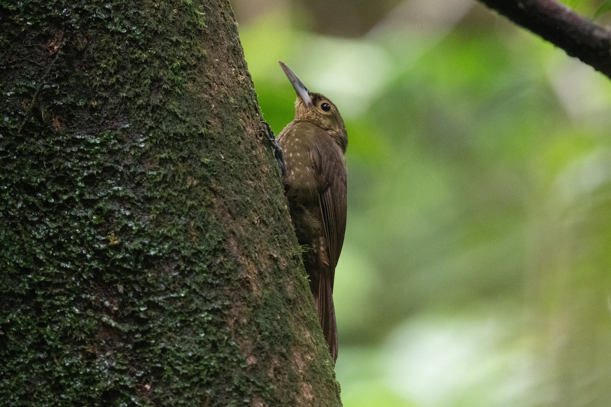 Spotted Woodcreeper - ML444906381