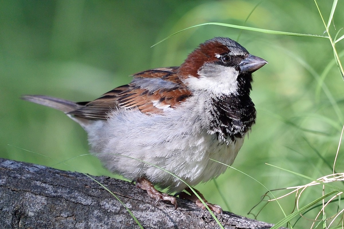 House Sparrow - Michiel Oversteegen