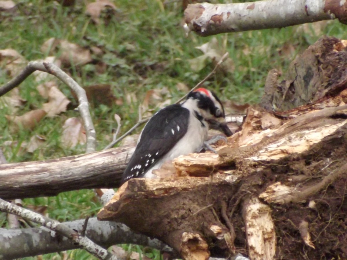 Hairy Woodpecker - ML444913301
