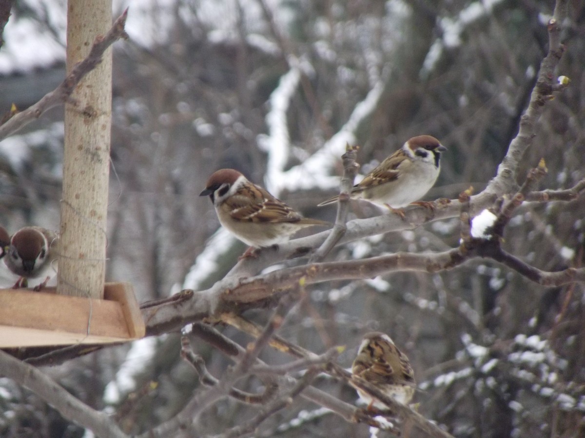 Eurasian Tree Sparrow - ML44492311
