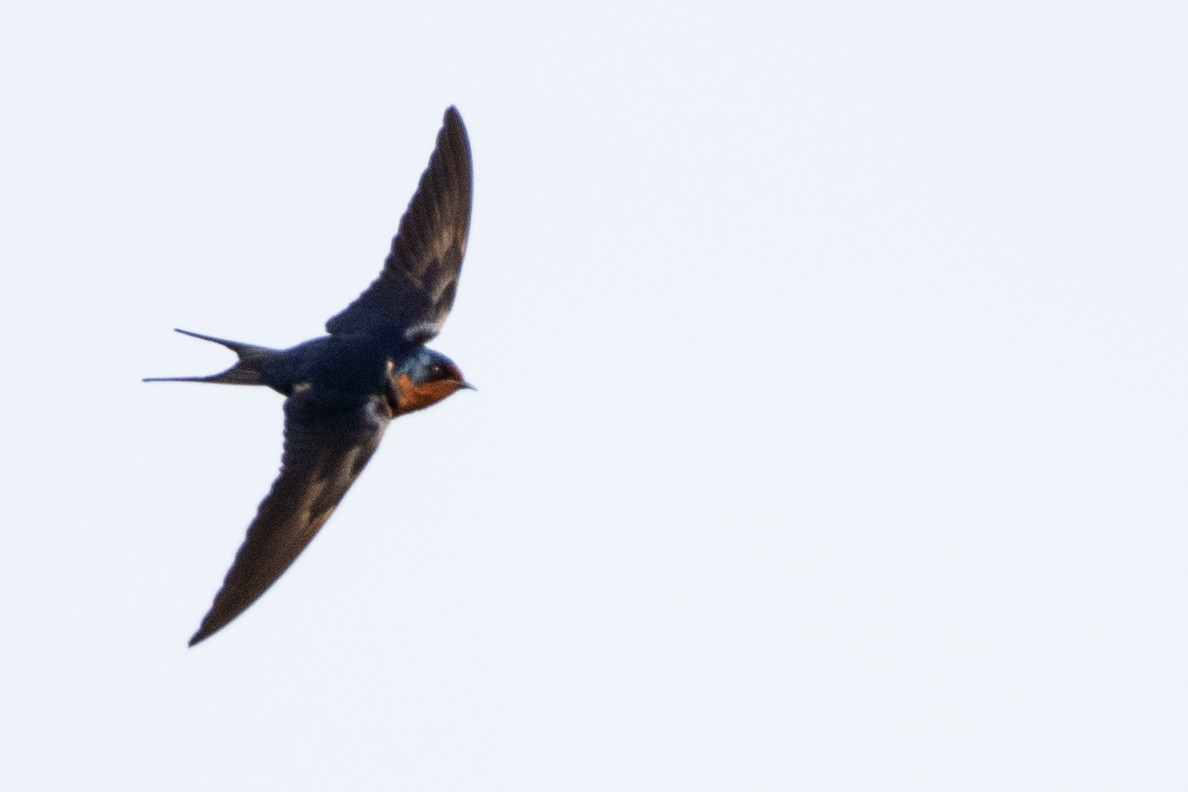 Barn Swallow (American) - ML444926611