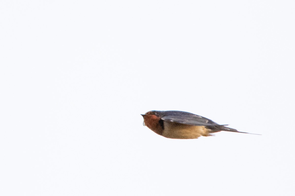 Barn Swallow (American) - ML444926631