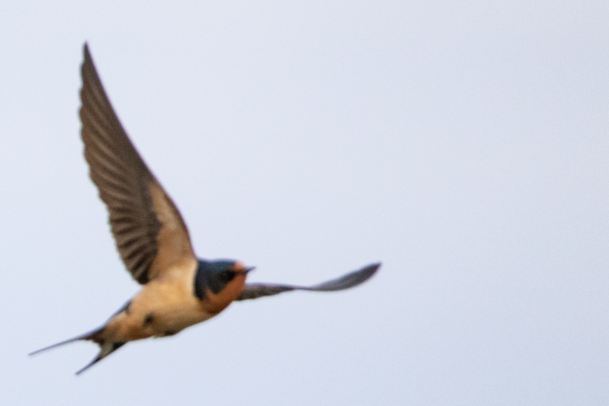 Barn Swallow (American) - ML444926661