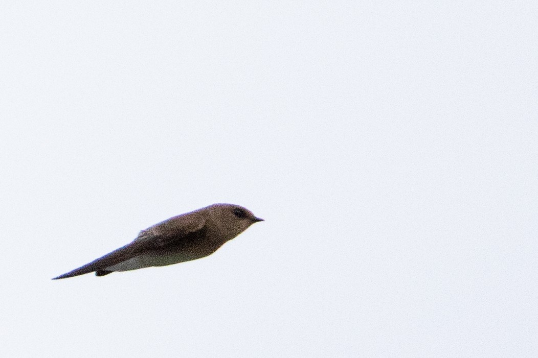 Northern Rough-winged Swallow - ML444926861