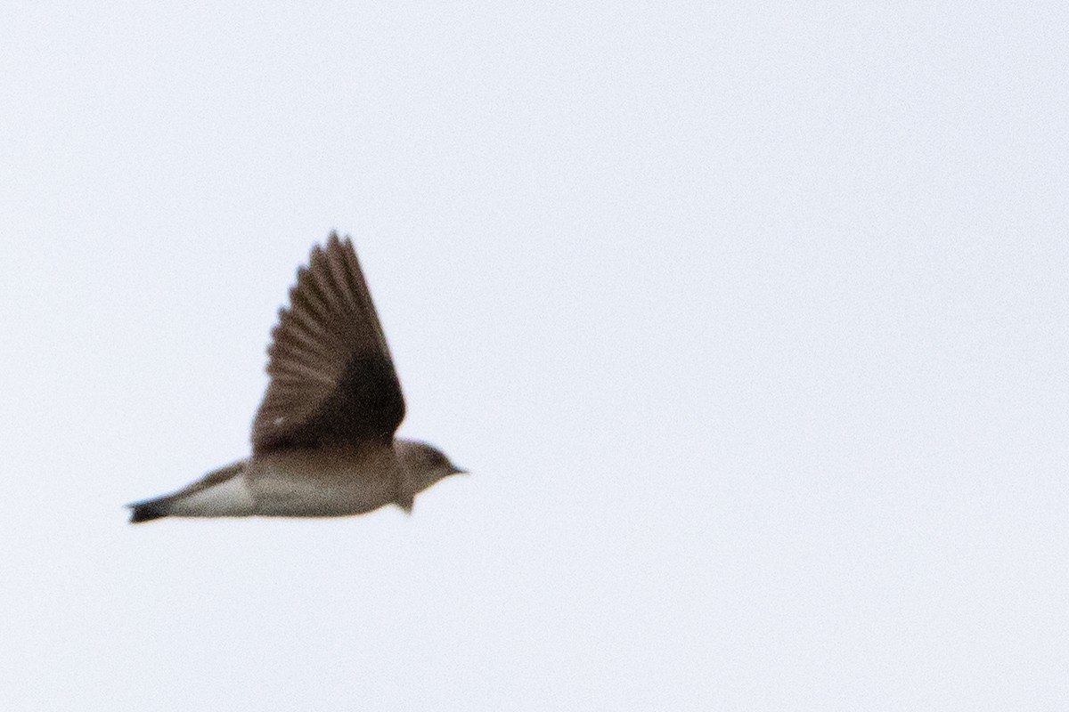 Northern Rough-winged Swallow - ML444926881