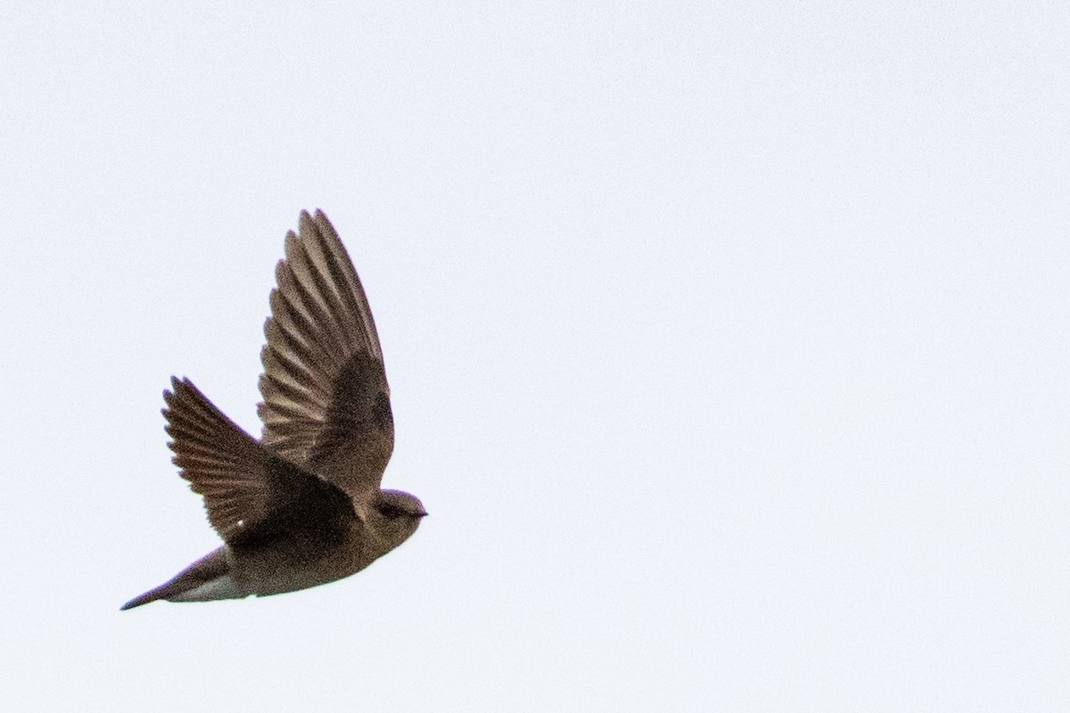 Northern Rough-winged Swallow - ML444926901