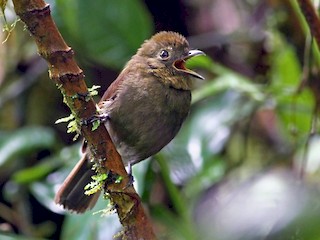  - Northern Schiffornis (Ecuadorian)