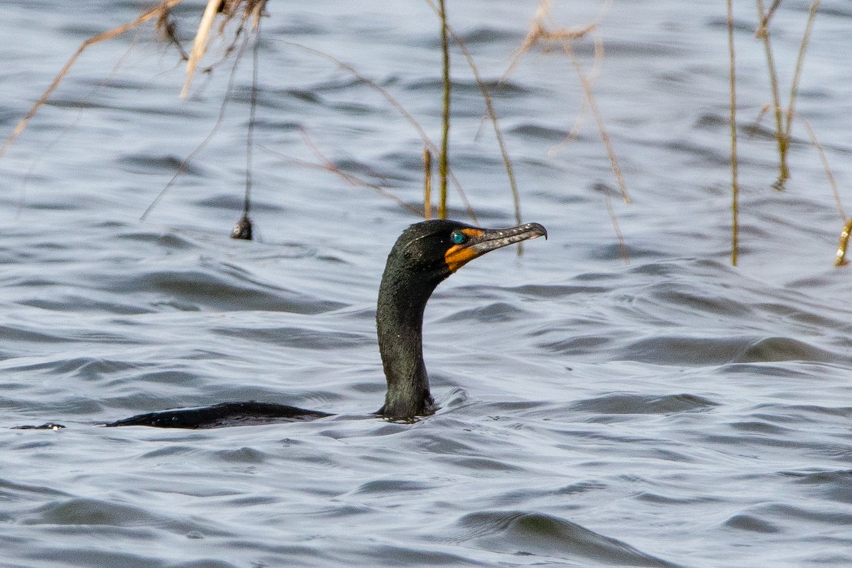 Double-crested Cormorant - Jeff Hullstrung
