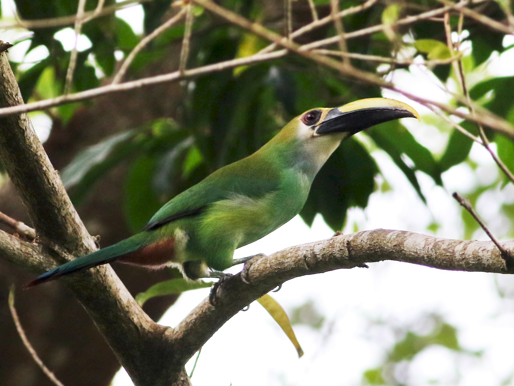 Northern Emerald-Toucanet - Andrew Spencer