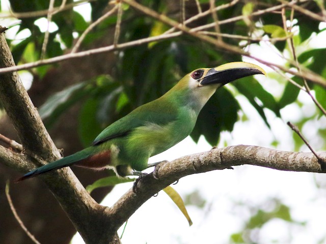 Adult (Wagler's) - Northern Emerald-Toucanet (Wagler's) - 
