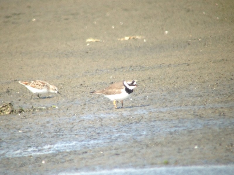 Common Ringed Plover - ML444931201