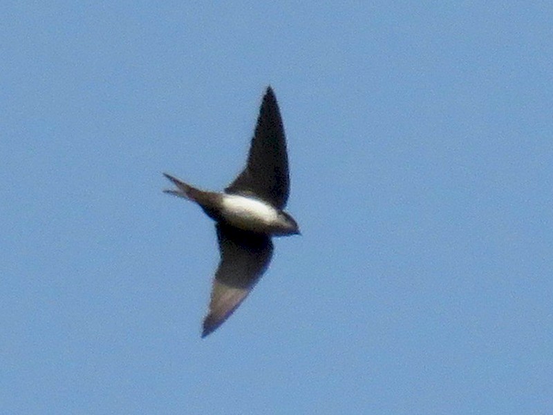 Black-capped Swallow - eBird