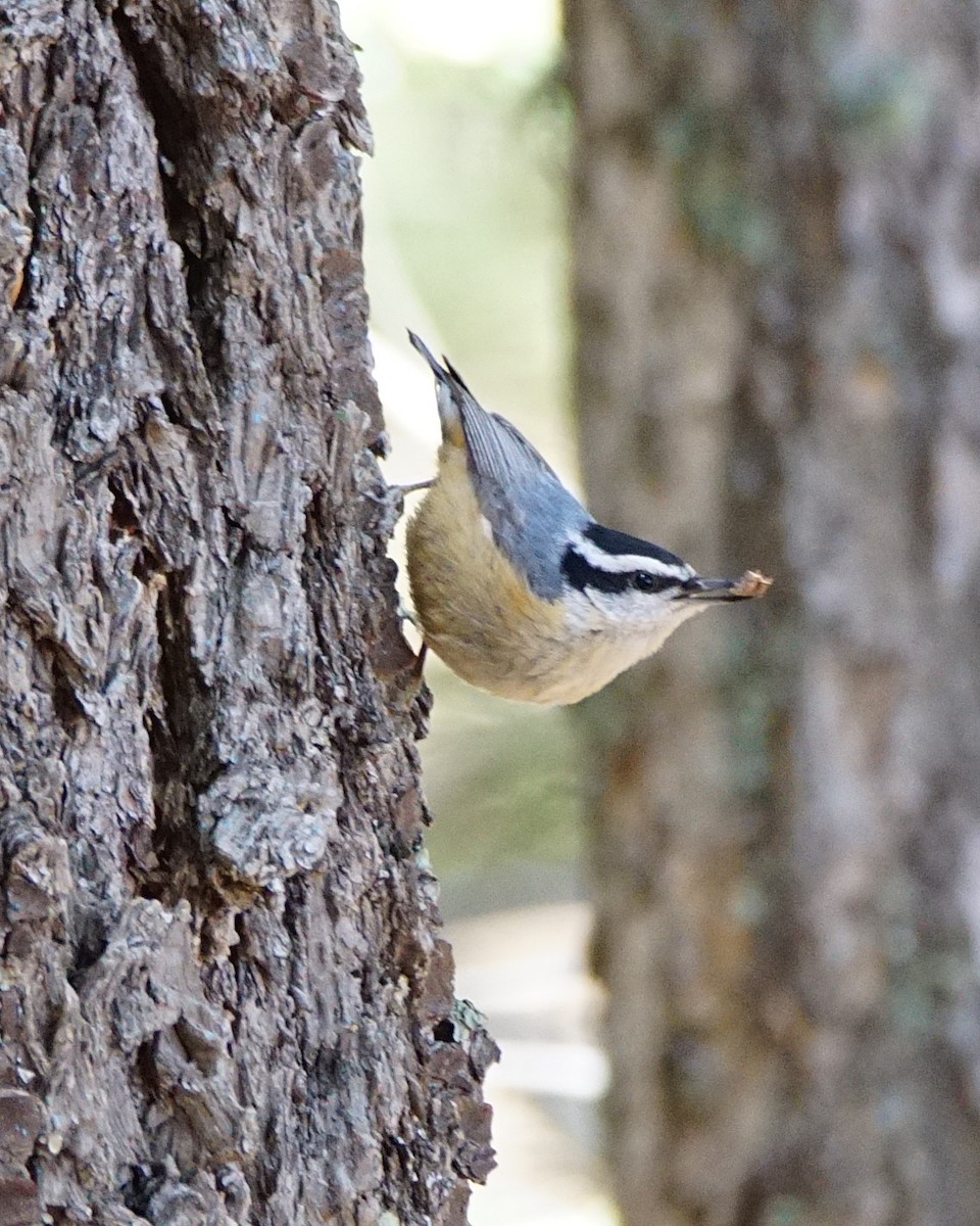 Red-breasted Nuthatch - Dennis Mersky
