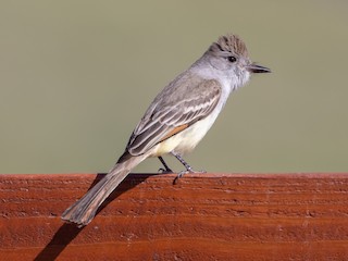  - Ash-throated Flycatcher