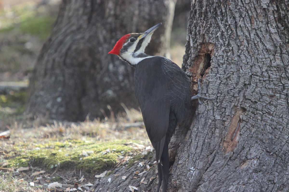 Pileated Woodpecker - Dylan Pedro