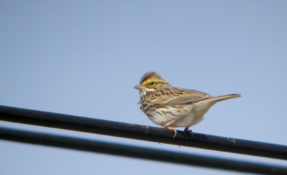 Savannah Sparrow (Savannah) - ML44495311