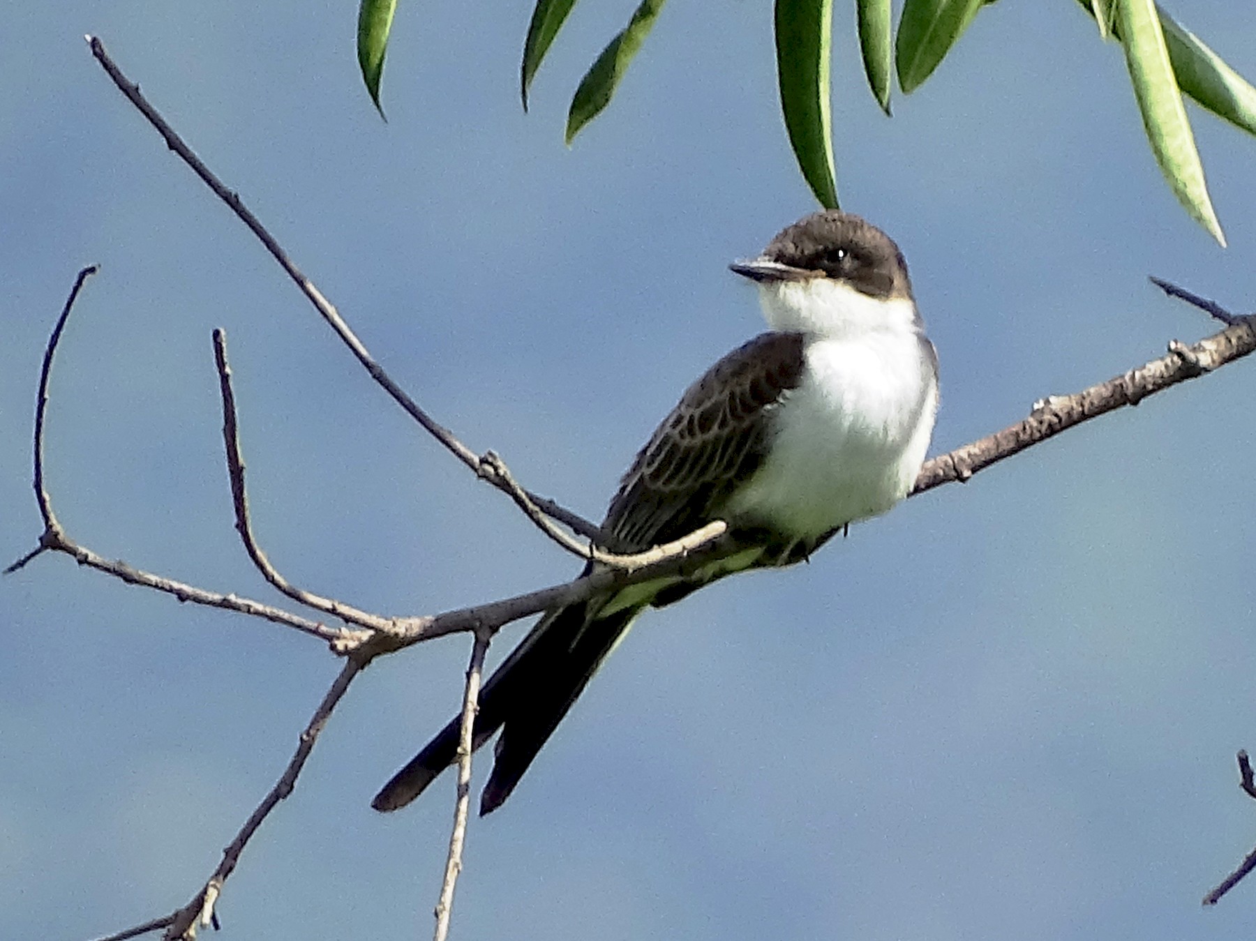 Fork-tailed Flycatcher - Bernardo Sayus