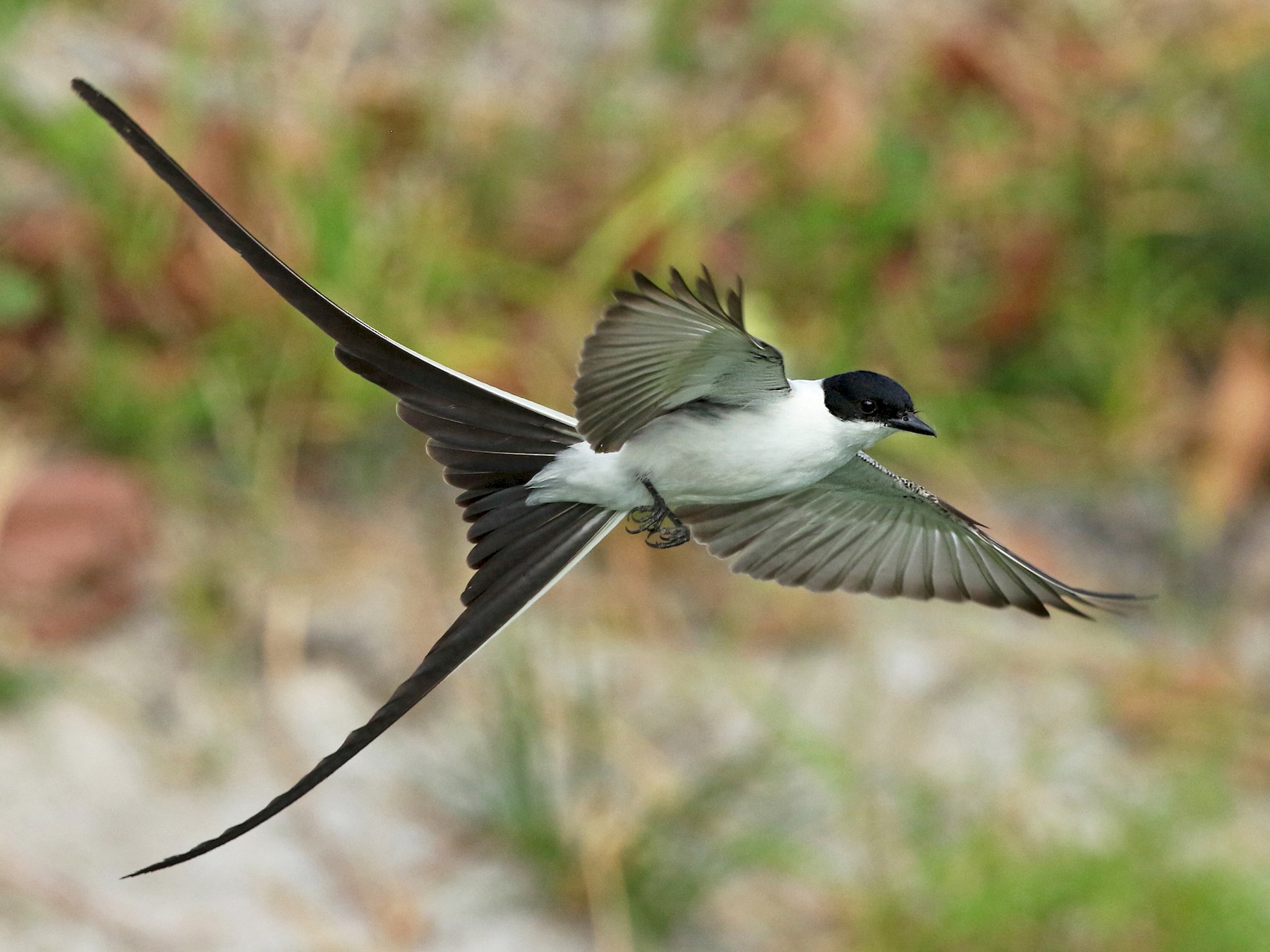 Fork-tailed Flycatcher - Luke Seitz