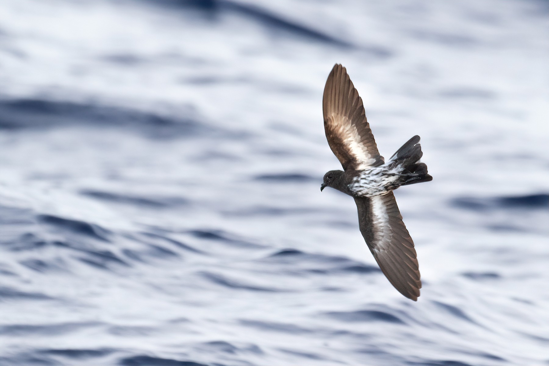 New Caledonian Storm-Petrel - eBird