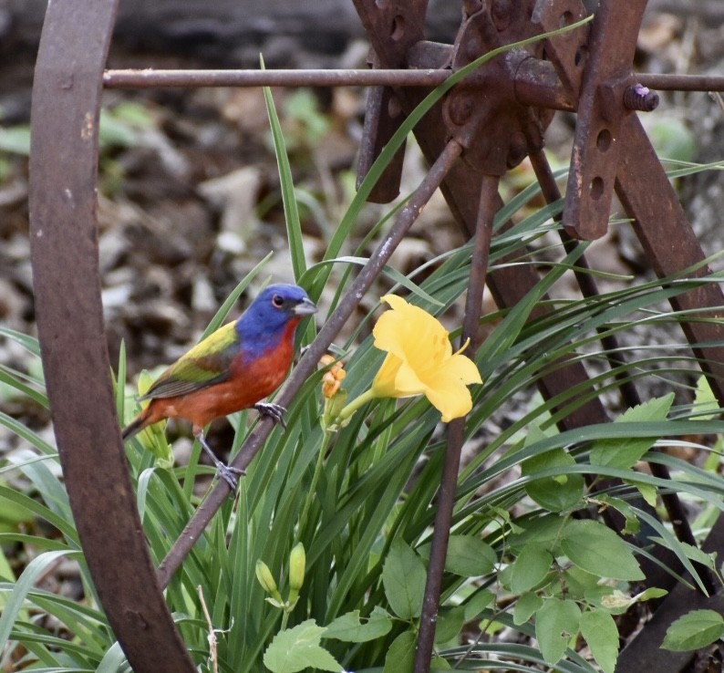 Painted Bunting - ML444962931
