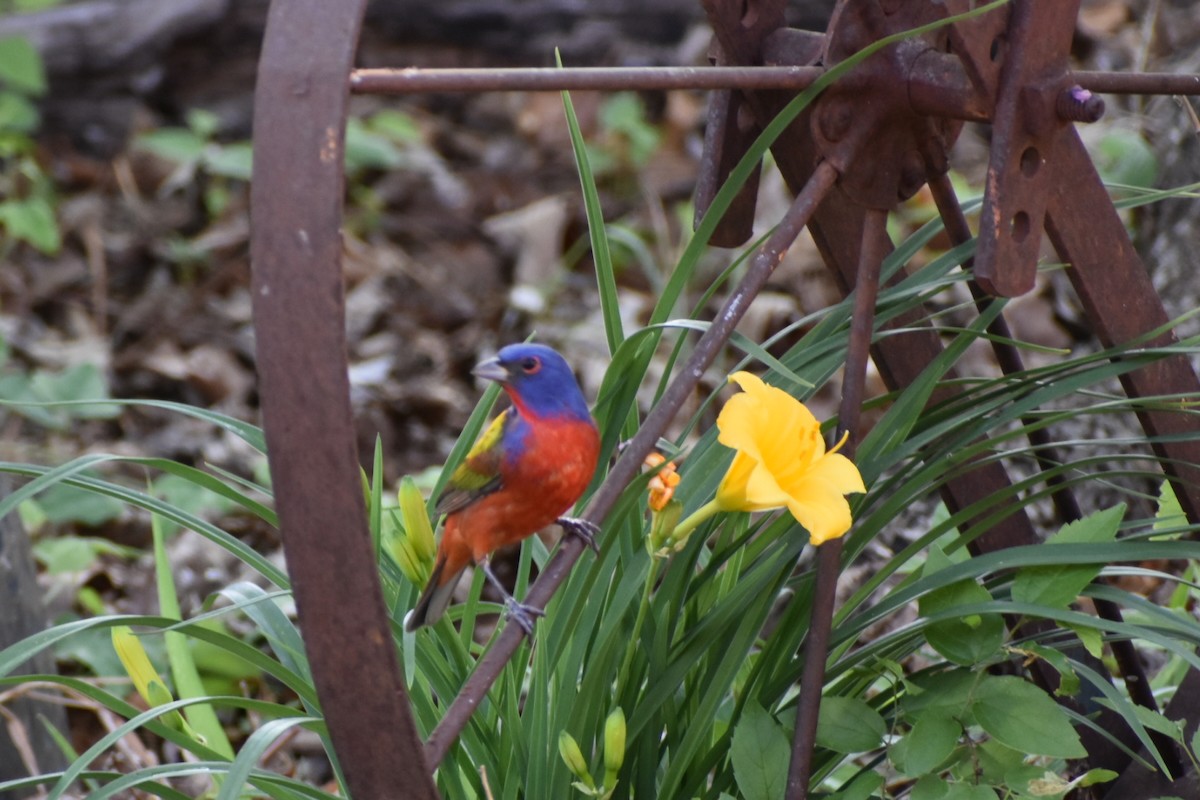 Painted Bunting - ML444962951
