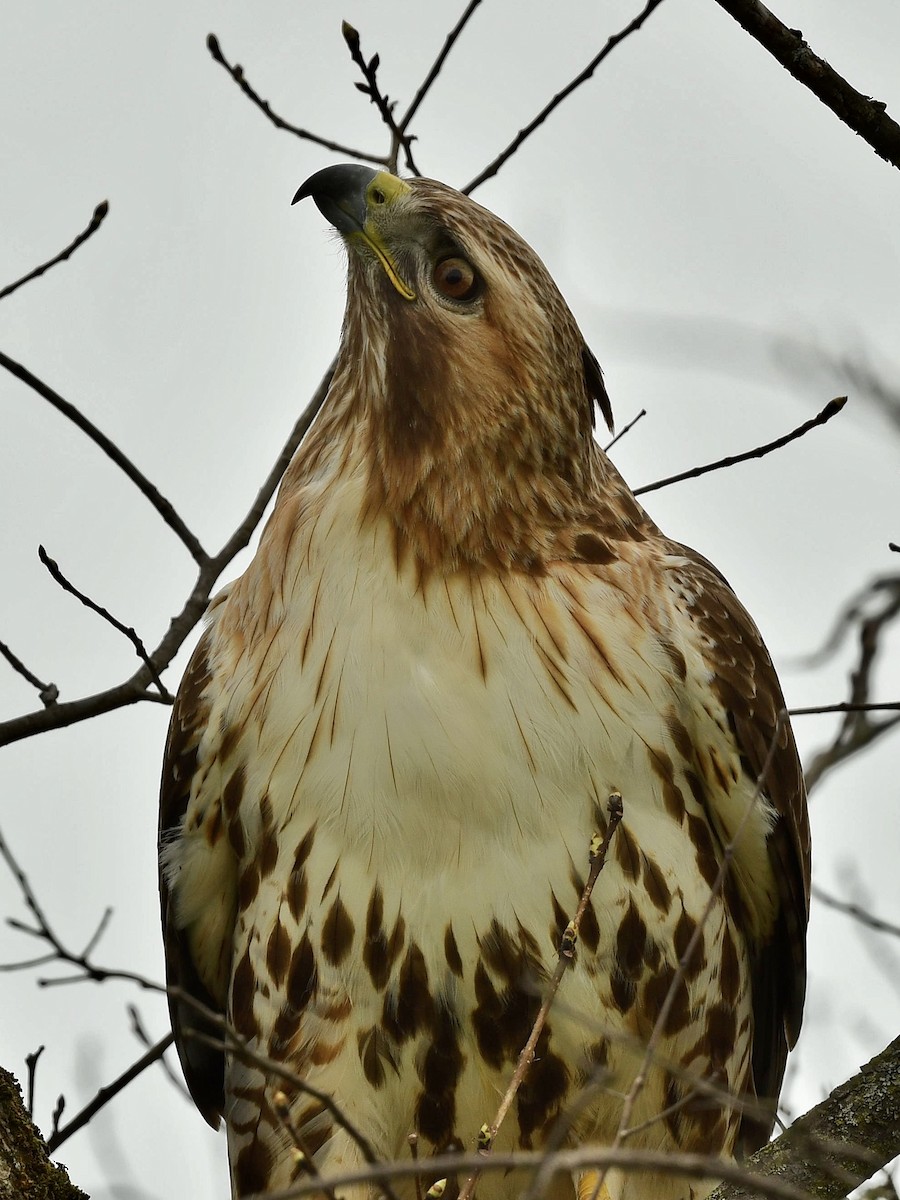 Red-tailed Hawk - ML444964861