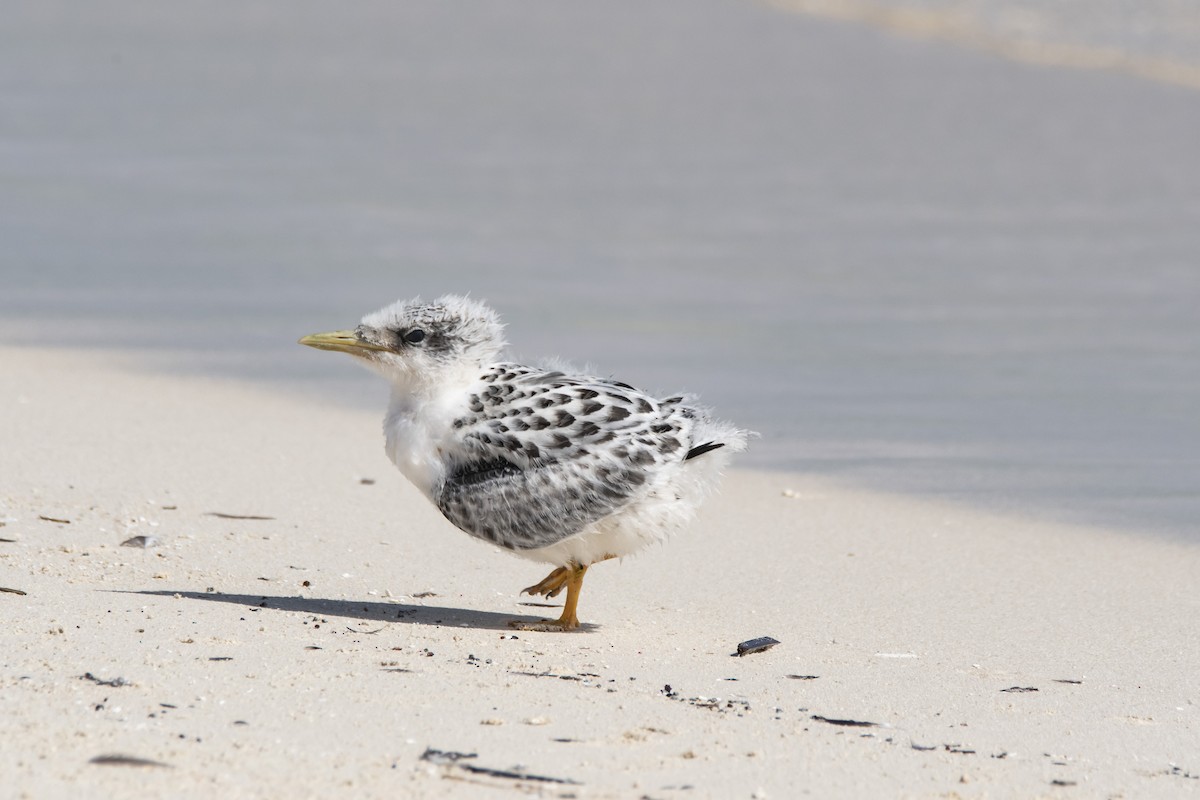 Great Crested Tern - ML444965291