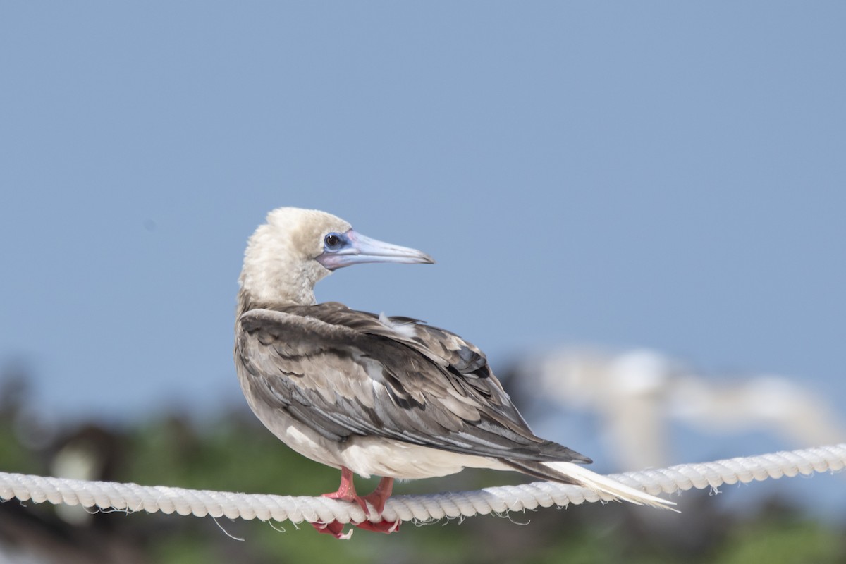 Red-footed Booby - ML444965651