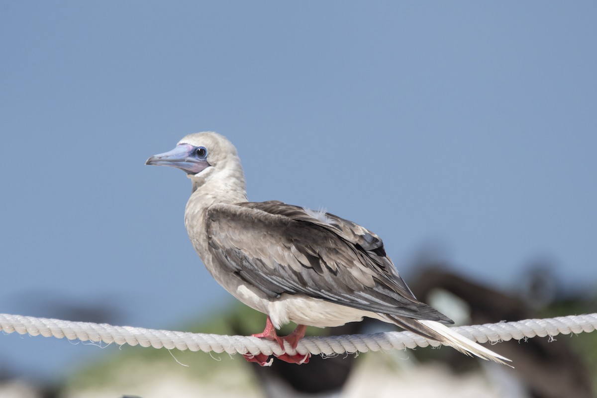 Red-footed Booby - ML444966541