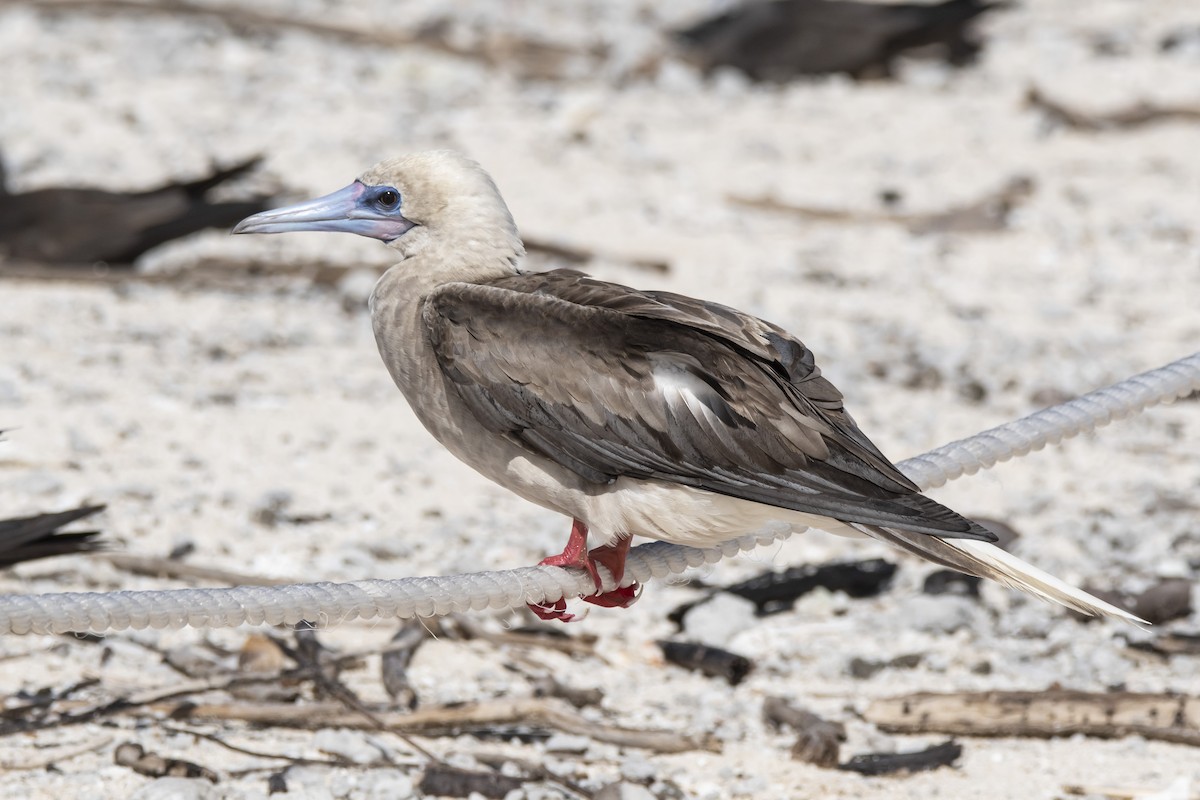Red-footed Booby - ML444966661