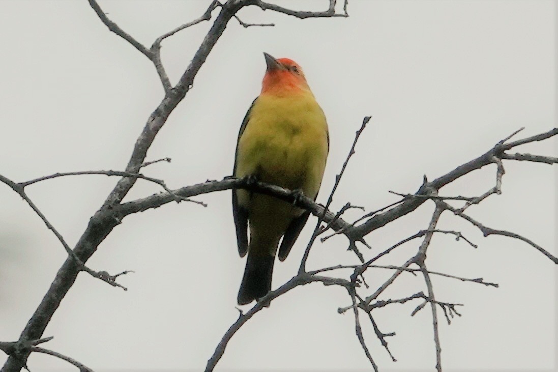Western Tanager - ML444970521