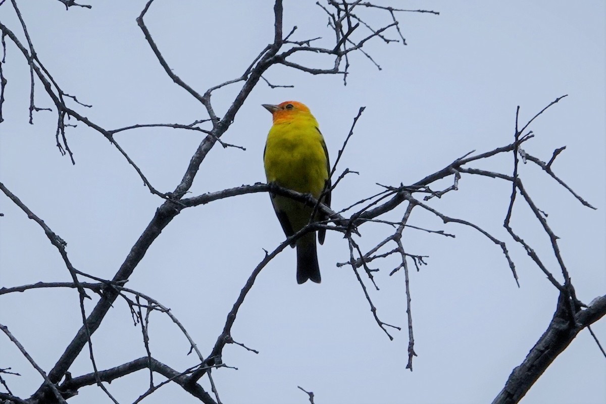 Western Tanager - ML444970541