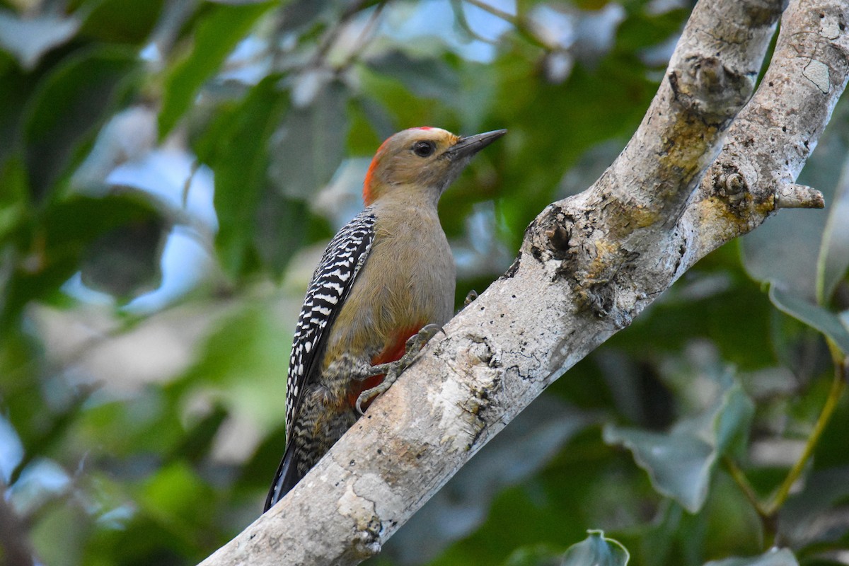 Yucatan Woodpecker - Luke Berg