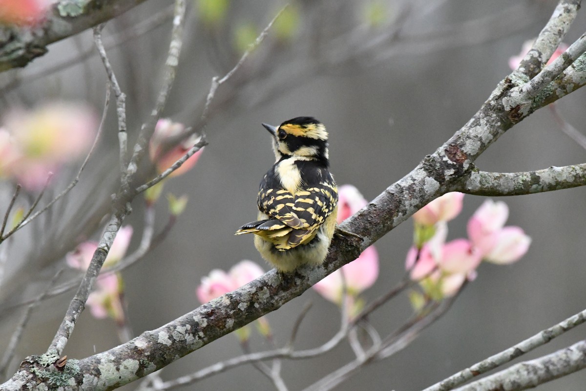 woodpecker sp. - Sue Palmer