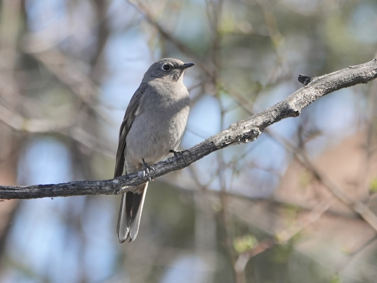 Townsend's Solitaire - ML444982861