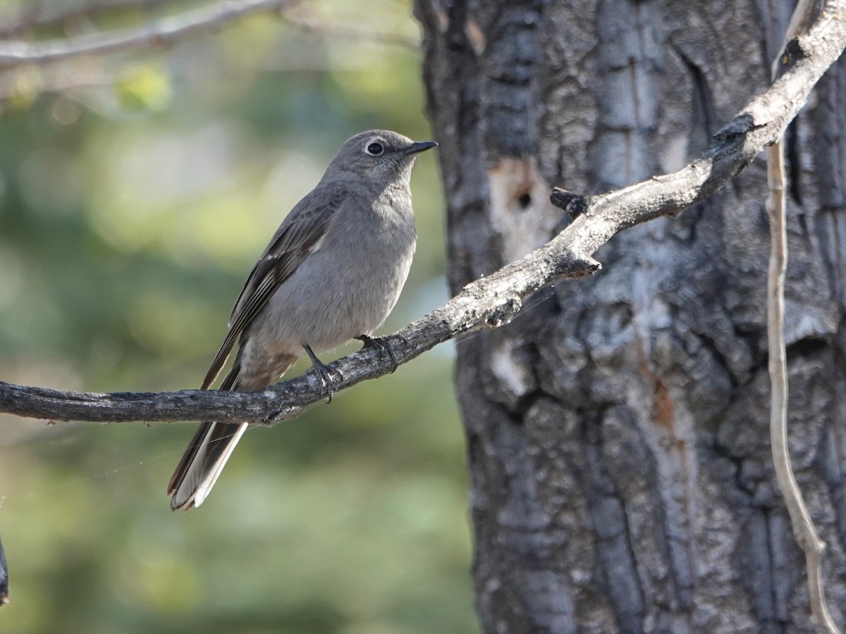 Townsend's Solitaire - ML444983061